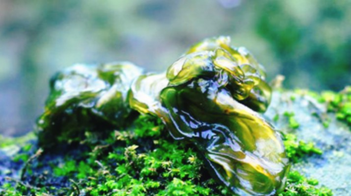 享游渭河源丨舌尖上的渭河源，野菜飄香的春日盛宴