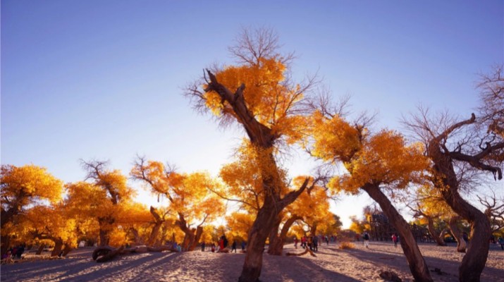 國(guó)家5A級(jí)景區(qū)額濟(jì)納旗胡楊林。（資料圖）新甘肅·甘肅日?qǐng)?bào)記者白永萍時(shí)光荏苒，甘肅文旅產(chǎn)業(yè)集團(tuán)2019年組建成立，已走過(guò)6個(gè)春秋。綜合收入從最初的0.65億元增長(zhǎng)到現(xiàn)在的近60億元，總資產(chǎn)由原來(lái)的21.